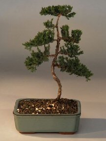 Juniper Karate Kid Bonsai Tree<br><i>(juniper procumbens nana)</i>