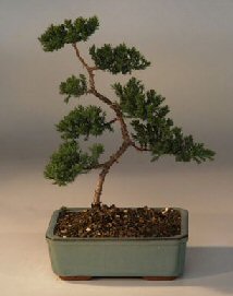 Juniper Karate Kid Bonsai Tree<br><i>(juniper procumbens nana)</i>