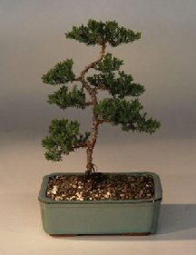 Juniper Karate Kid Bonsai Tree<br><i>(juniper procumbens nana)</i>