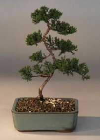 Juniper Karate Kid Bonsai Tree<br><i>(juniper procumbens nana)</i>