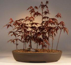 Japanese Red Maple Bonsai Tree<br><i>(acer palmatum 'atropurpurea')</i>