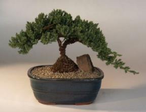 Juniper Bonsai Tree<br><i>(juniper procumbens 