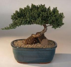 Juniper Bonsai Tree<br><i>(juniper procumbens 