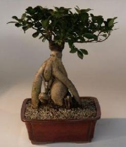 Ginseng Ficus Bonsai Tree<br><i>(ficus retusa)</i>