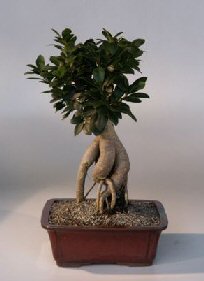 Ginseng Ficus Bonsai Tree<br><i>(ficus retusa)</i>