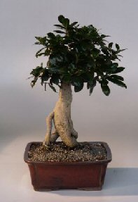 Ginseng Ficus Bonsai Tree<br><i>(ficus retusa)</i>