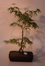 Japanese Green Maple Bonsai Tree<br><i>(acer palmatum)</i>