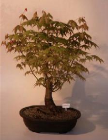 Japanese Green Maple Bonsai Tree<br><i>(acer palmatum)</i>