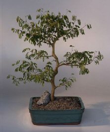 Brazilian Raintree Bonsai Tree <br><i>(pithecellobium tortum)</i>