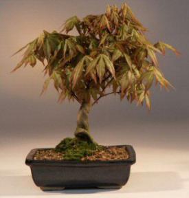 Japanese Maple Bonsai Tree<br><i>(acer palmatum)</i>