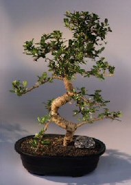 Fukien Tea Bonsai Tree <br><i>(ehretia microphylla)</i>