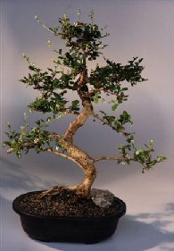 Fukien Tea Bonsai Tree <br><i>(ehretia microphylla)</i>