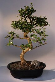 Fukien Tea Bonsai Tree <br><i>(ehretia microphylla)</i>