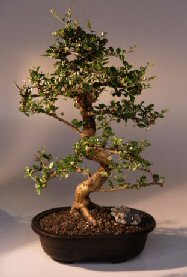 Fukien Tea Bonsai Tree <br><i>(ehretia microphylla)</i>