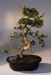 Fukien Tea Bonsai Tree <br><i>(ehretia microphylla)</i>