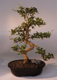 Fukien Tea Bonsai Tree <br><i>(ehretia microphylla)</i>