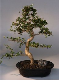 Fukien Tea Bonsai Tree <br><i>(ehretia microphylla)</i>