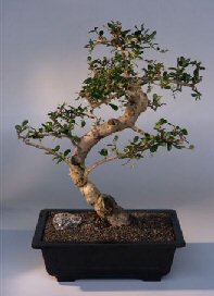 Fukien Tea Bonsai Tree <br><i>(ehretia microphylla)</i>