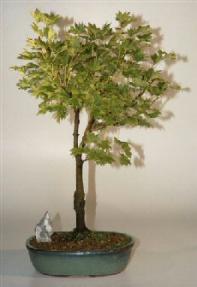 Full Moon Maple<br><i>(acer japonicum)</i>