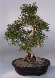 Chinese Flowering White Serissa - Bonsai Tree of a Thousand Stars<br>(serissa japonica)