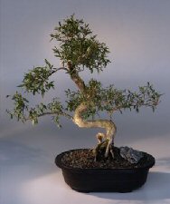 Chinese Flowering White Serissa - Bonsai Tree of a Thousand Stars<br>(serissa japonica)