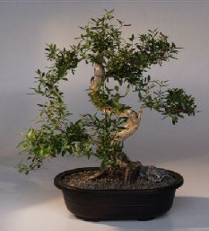 Chinese Flowering White Serissa - Bonsai Tree of a Thousand Stars<br>(serissa japonica)