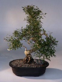 Chinese Flowering White Serissa - Bonsai Tree of a Thousand Stars<br>(serissa japonica)