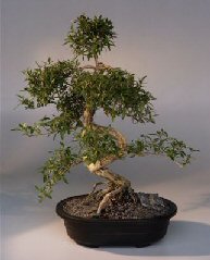 Chinese Flowering White Serissa - Bonsai Tree of a Thousand Stars<br>(serissa japonica)