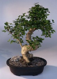 Ligustrum Bonsai Tree<br><i>(ligustrum lucidum)</i>