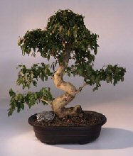 Ligustrum Bonsai Tree<br><i>(ligustrum lucidum)</i>