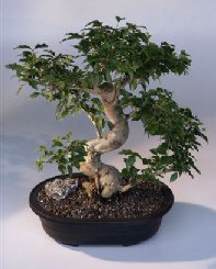 Ligustrum Bonsai Tree<br><i>(ligustrum lucidum)</i>
