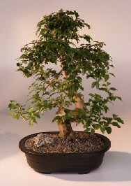 Ligustrum Bonsai Tree<br><i>(ligustrum lucidum)</i>