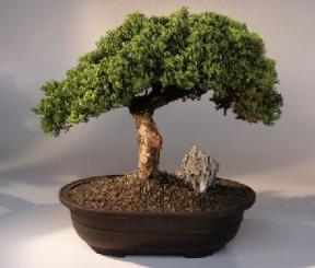 Juniper Bonsai Tree-Small<br><i>(Juniper Procumbens 