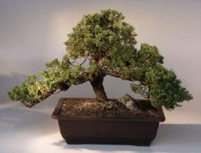 Juniper Bonsai Tree-Small<br><i>(Juniper Procumbens 