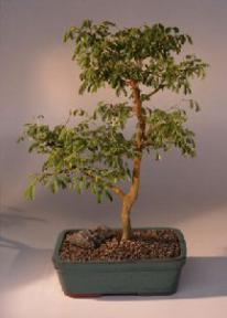 Brazilian Raintree Bonsai Tree <br><i>(pithecellobium tortum)</i>