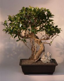 Ficus Retusa Bonsai Tree<br><i>(ficus retusa)</i>