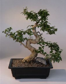 Ligustrum Bonsai Tree<br><i>(ligustrum lucidum)</i>