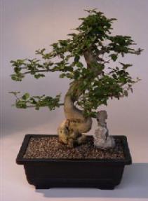 Ligustrum Bonsai Tree<br><i>(ligustrum lucidum)</i>