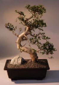 Fukien Tea Bonsai Tree <br><i>(ehretia microphylla)</i>