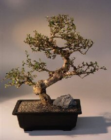 Fukien Tea Bonsai Tree <br><i>(ehretia microphylla)</i>