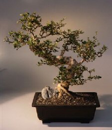 Fukien Tea Bonsai Tree <br><i>(ehretia microphylla)</i>