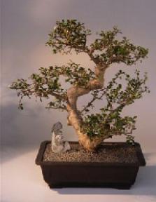 Fukien Tea Bonsai Tree <br><i>(ehretia microphylla)</i>