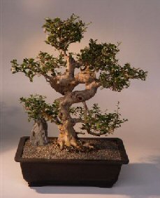 Fukien Tea Bonsai Tree <br><i>(ehretia microphylla)</i>