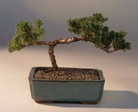 Juniper Bonsai Tree - Trained<br><i>(juniper procumbens nana)</i>