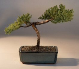 Juniper Bonsai Tree - Trained<br><i>(juniper procumbens nana)</i>