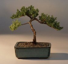 Juniper Bonsai Tree - Trained<br><i>(juniper procumbens nana)</i>