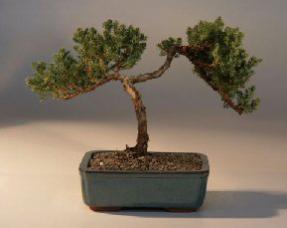 Juniper Bonsai Tree - Trained<br><i>(juniper procumbens nana)</i>