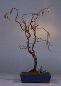Walking Stick Bonsai Tree<br><i>(corylus avellana 'contorta')</i>