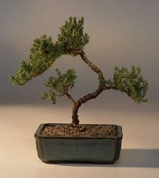 Juniper Bonsai Tree - Trained<br><i>(juniper procumbens nana)</i>