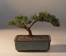 Juniper Bonsai Tree - Trained<br><i>(juniper procumbens nana)</i>